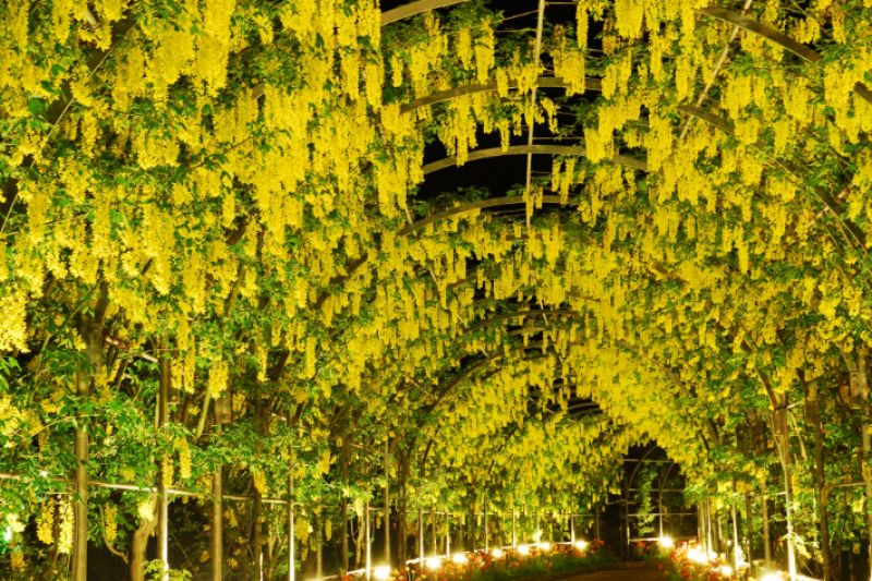 hoa tử đằng vàng Kibana tại công viên Ashikaga hoa tử đằng vàng Kibana tại công viên Ashikaga